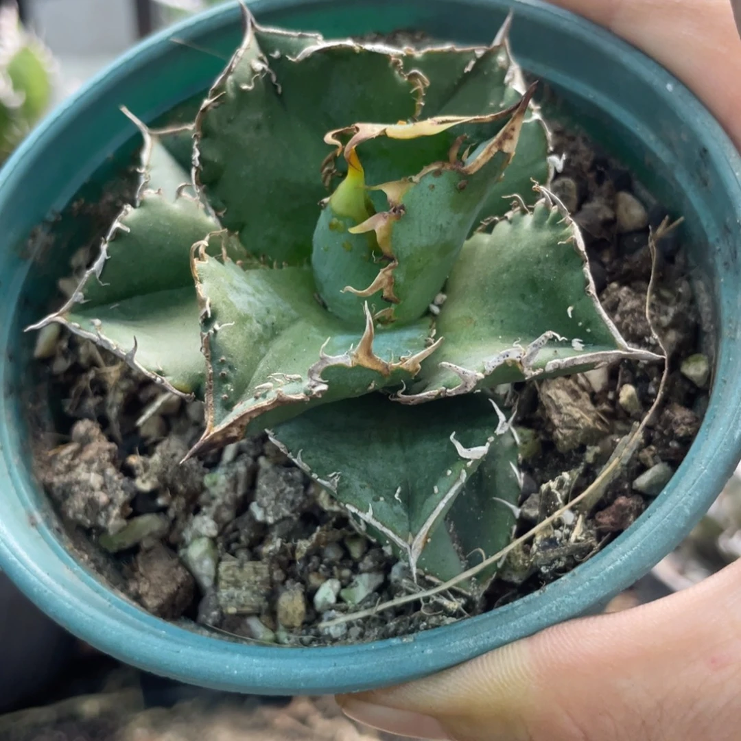 冰雹背刺8888888889989