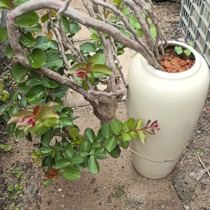 用****0红花紫薇一个带盆