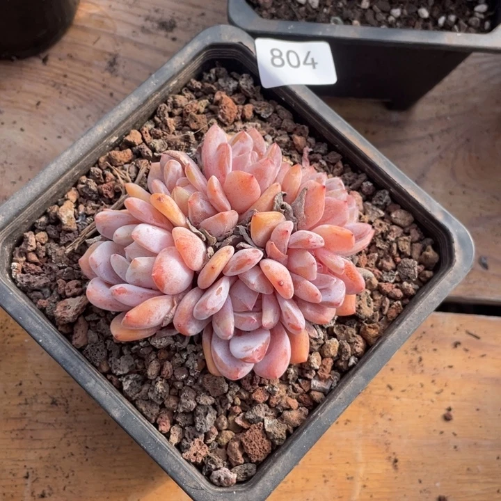 哈哈哈哈哈哈回家804