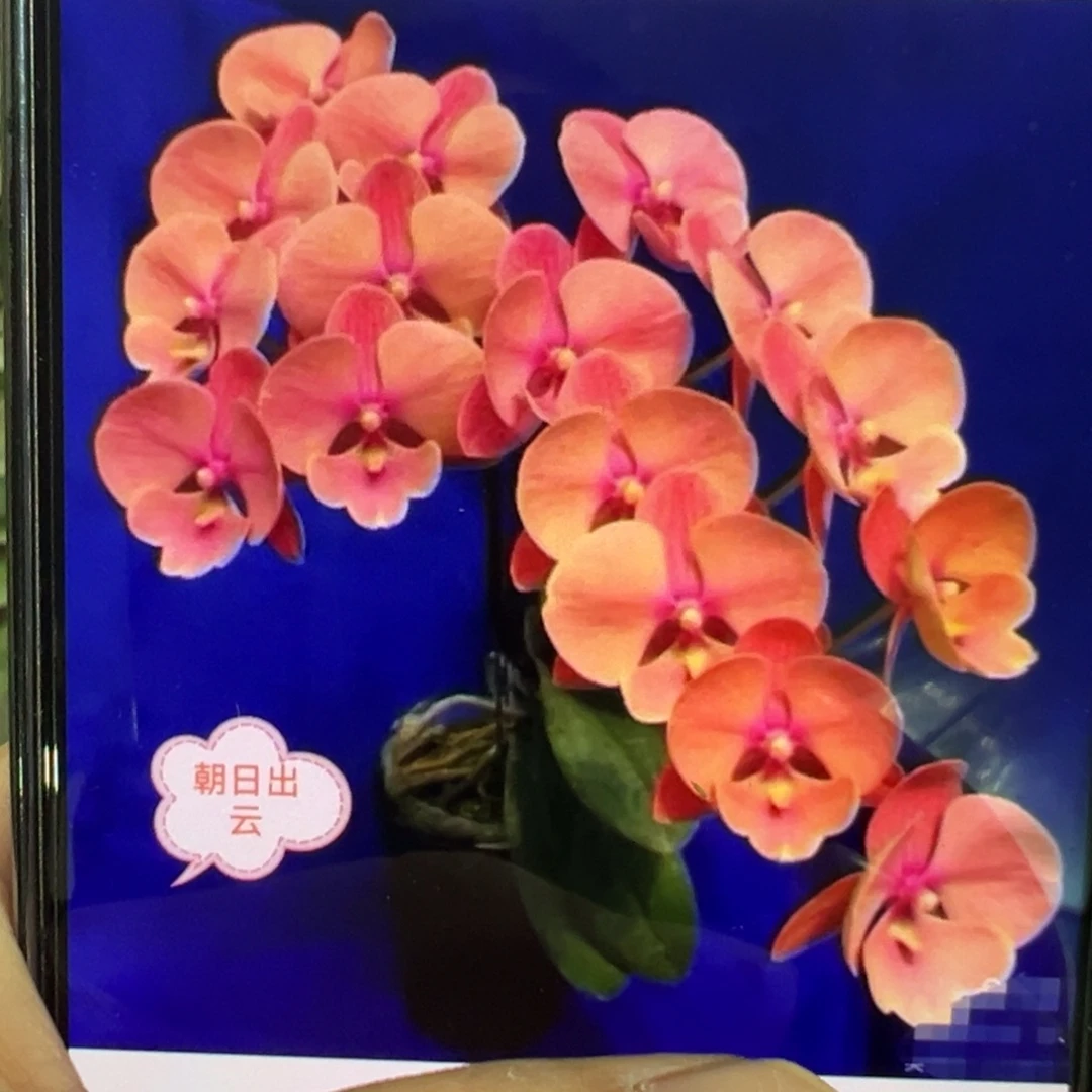 当前无花栽培后可以开花朝日出云新苗，凑单发货