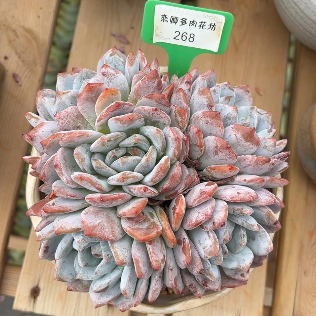268橙子5头老桩无砍