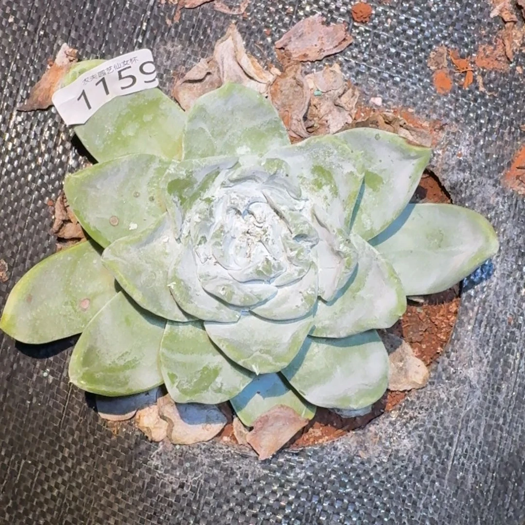 3代杂交仙女杯多肉福利