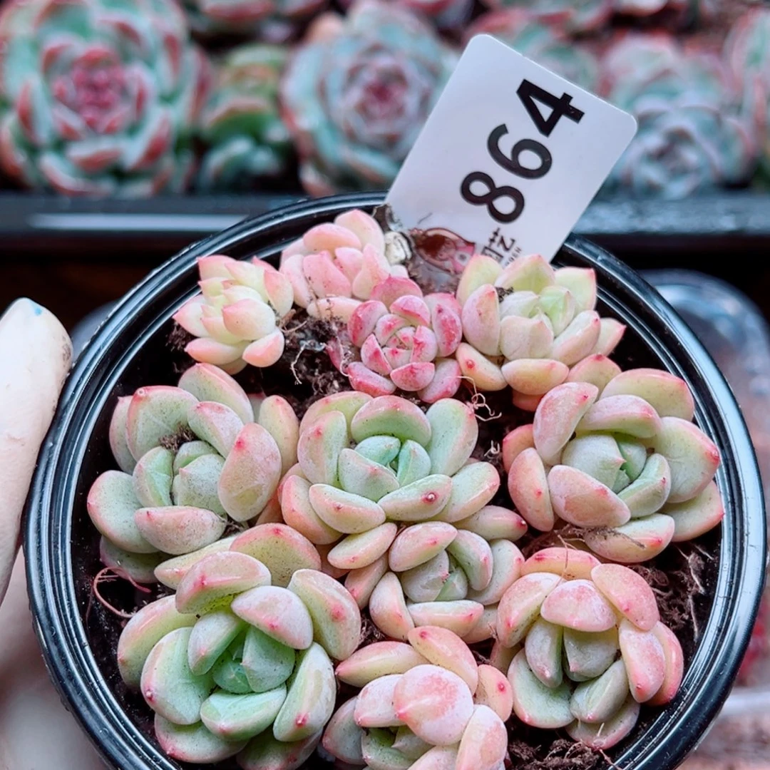 多肉植物多肉植物