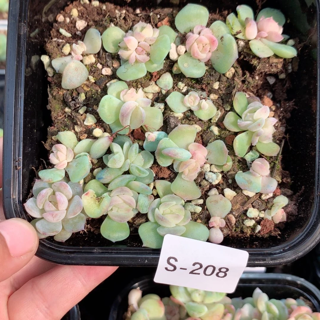 无花朵S208英语英语