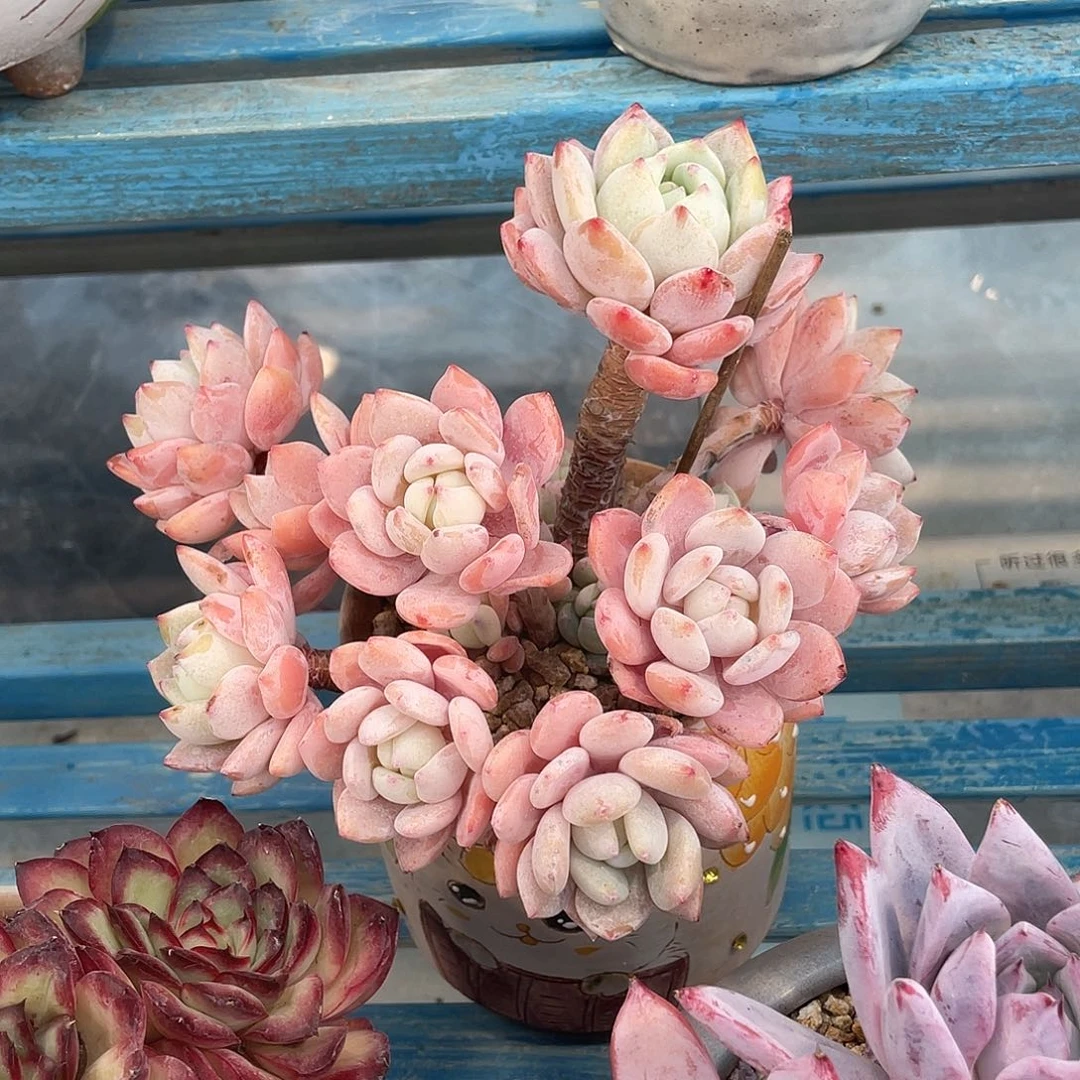 冷香脱土发货走快递