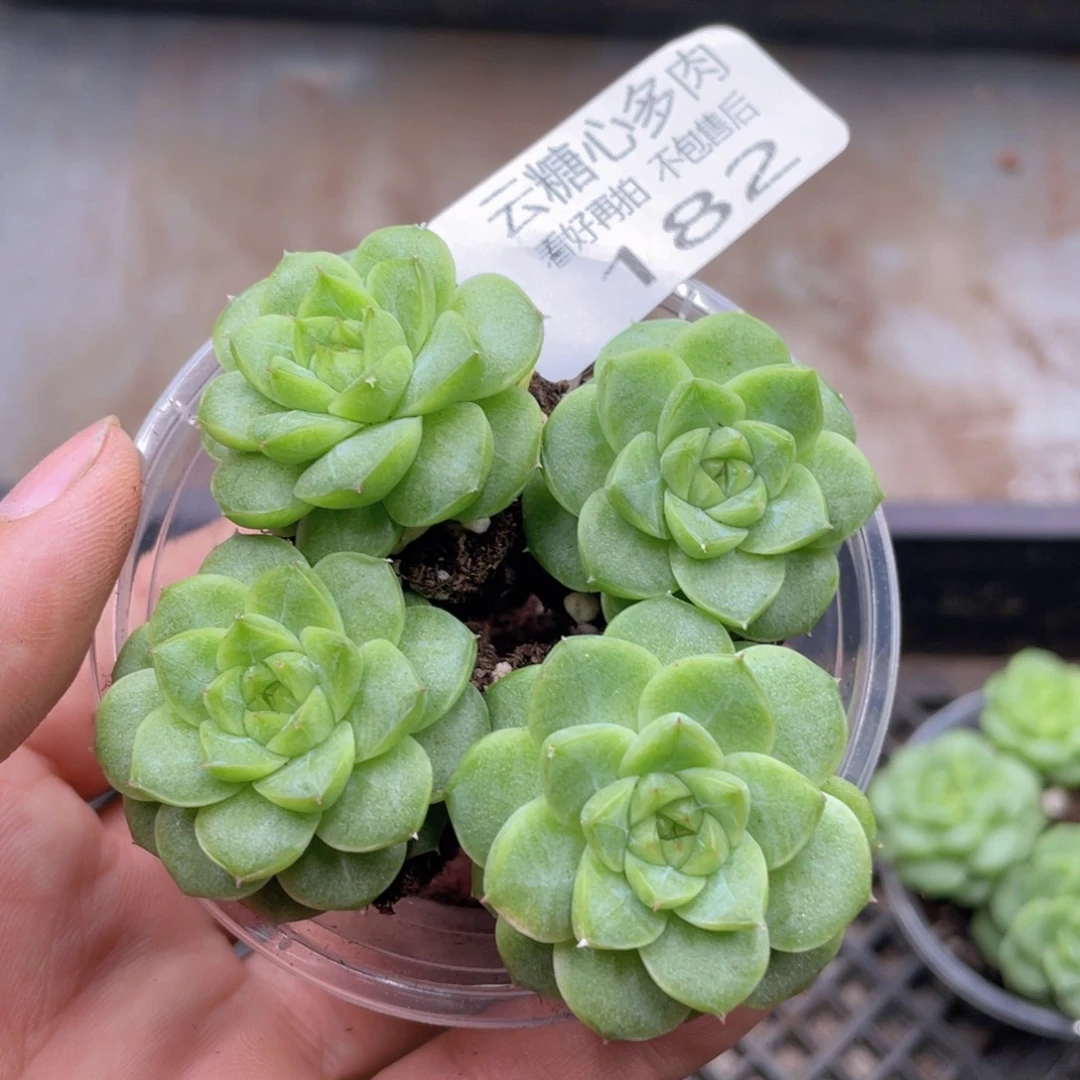 云糖心多肉植物182