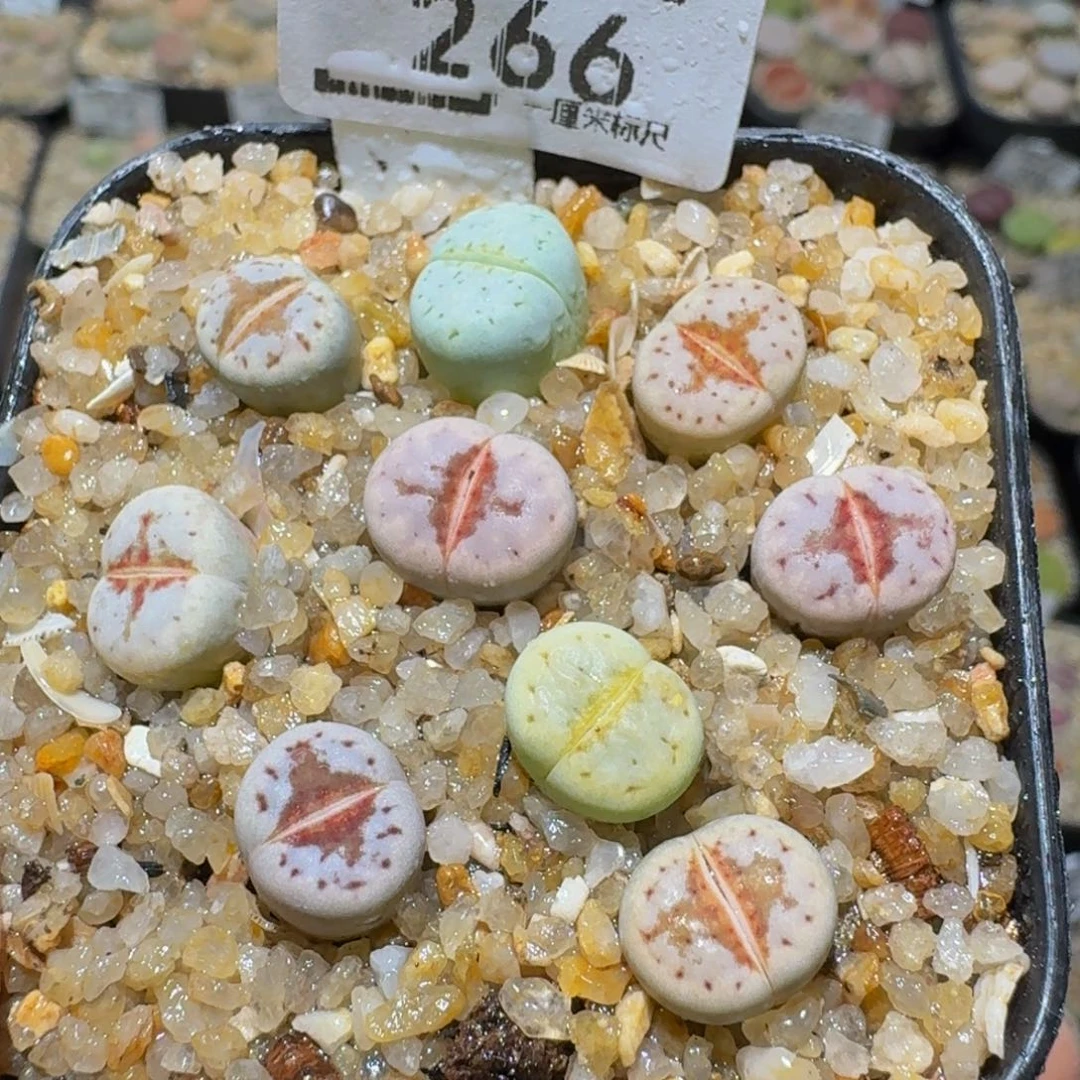 Ssss精品生石花266
