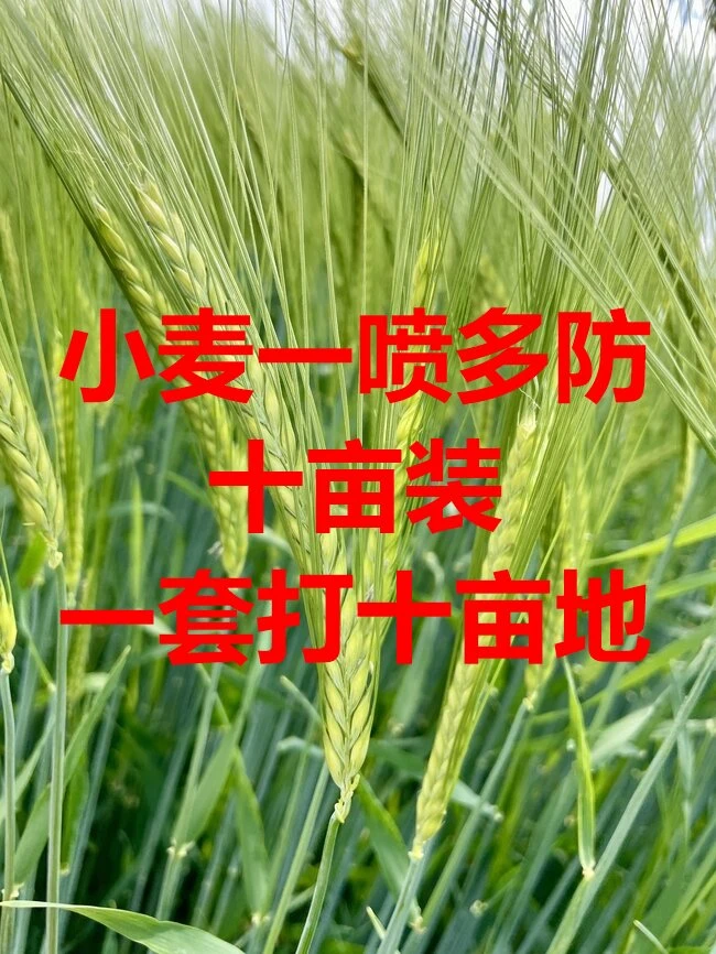 小麦一喷三防叶面肥防虫防病十亩装