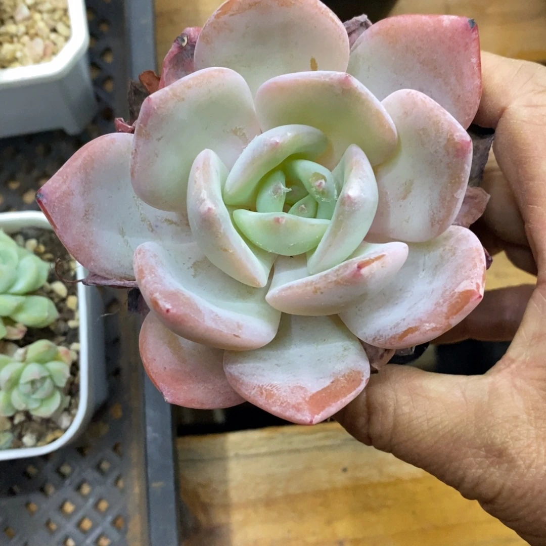 精品多肉一物一拍不包整168