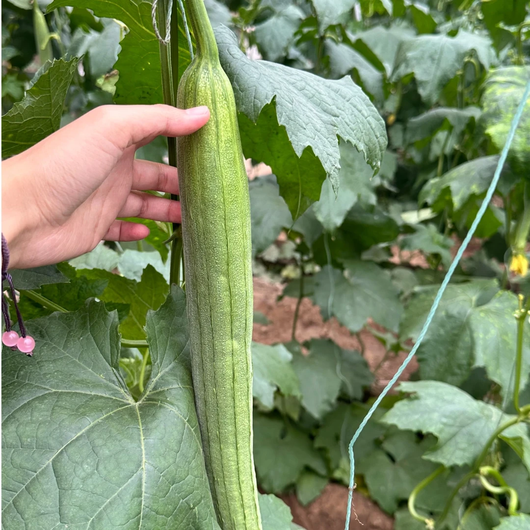 定兴姚村新鲜棱角八角丝瓜清甜鲜嫩当季蔬菜