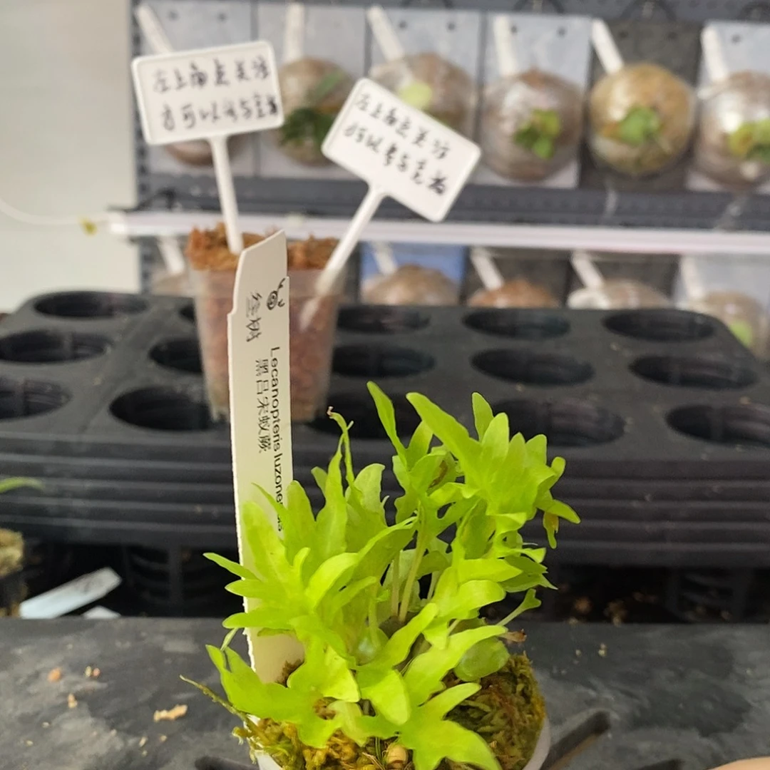 无花朵鹿角蕨黑吕宋