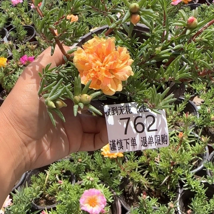 全部花朵762超小苗盆口10cm