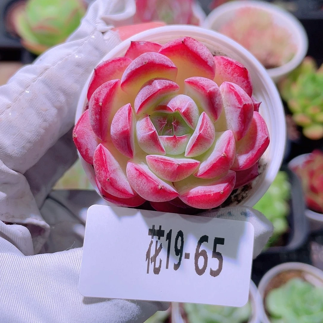 花利美19-65女王玫瑰