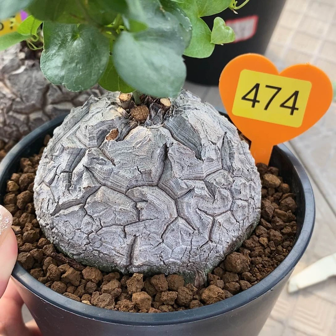 南非龟甲龙龟甲龙