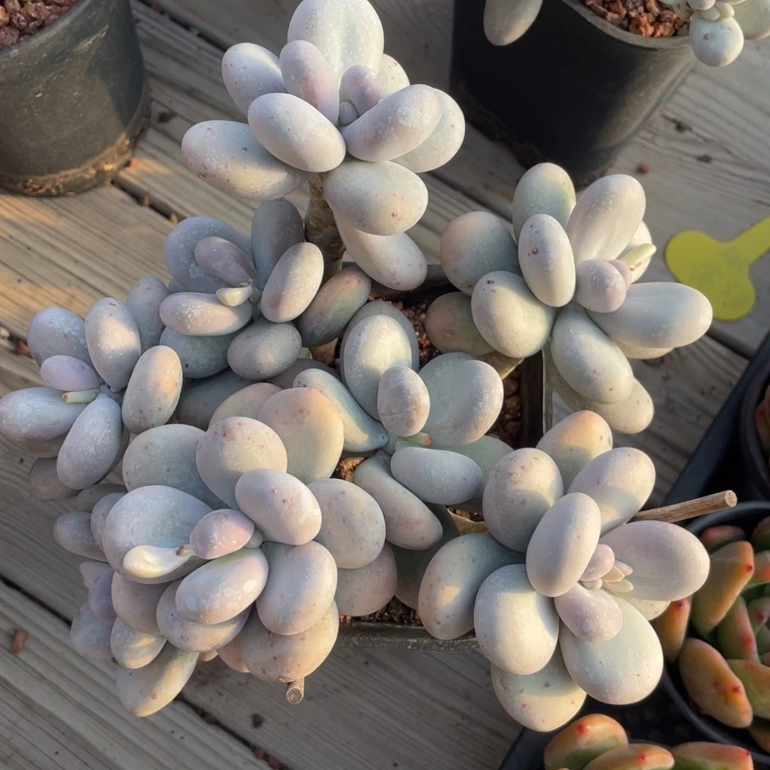 烟美人奶酪群生清台子不包断枝