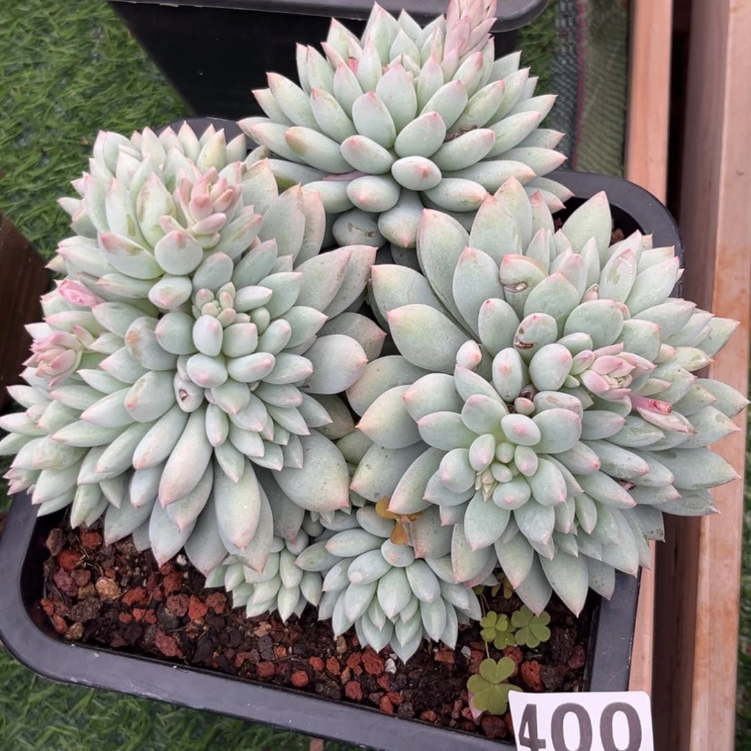 湫*400明珠多肉植物