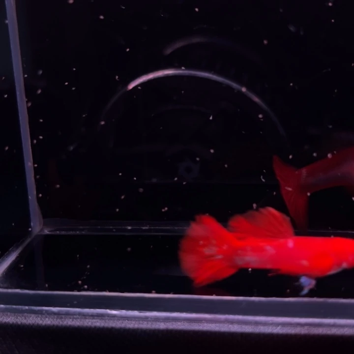 孔雀鱼通背包度双粉水1对