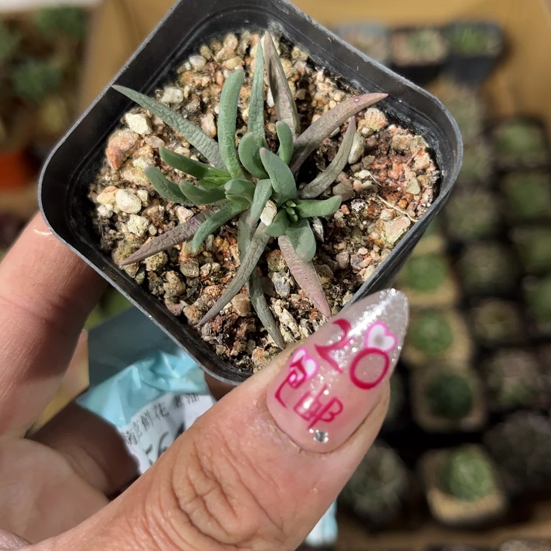 艾杜纱单头发货有根发货有根