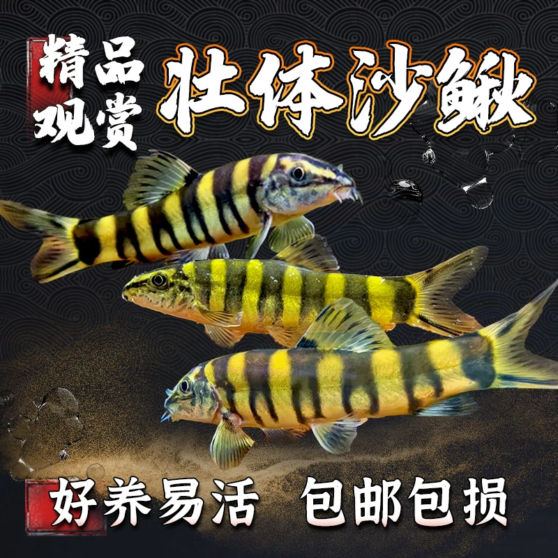 壮体沙鳅原生冷水鱼漓江副鳅清道夫工具鱼吃残渣粪便清洁鱼活体