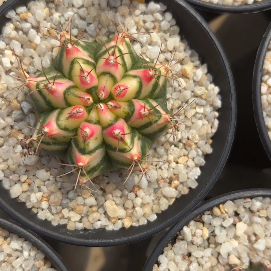 64-0103泰国发货多肉