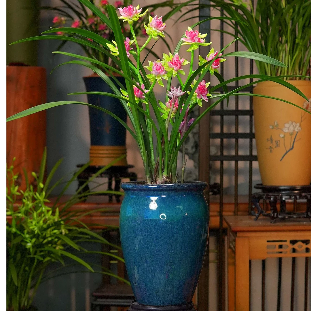 建兰铭品【天仙牡丹】富山奇蝶带花苞蓝陶瓷盆幽香兰花室内好养易活