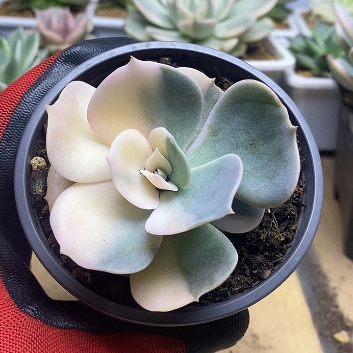 028双子座锦锦锦