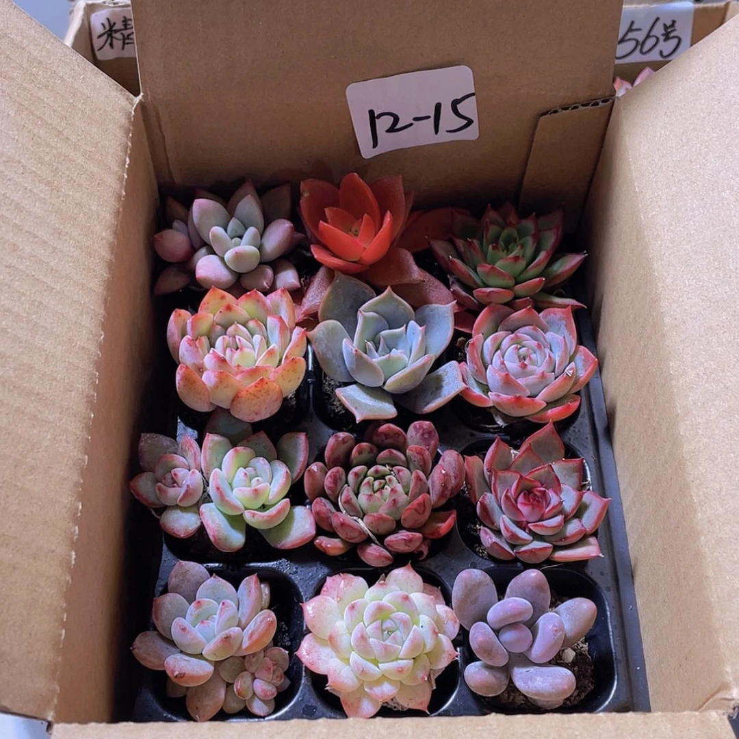 【闪购商品】12颗-15