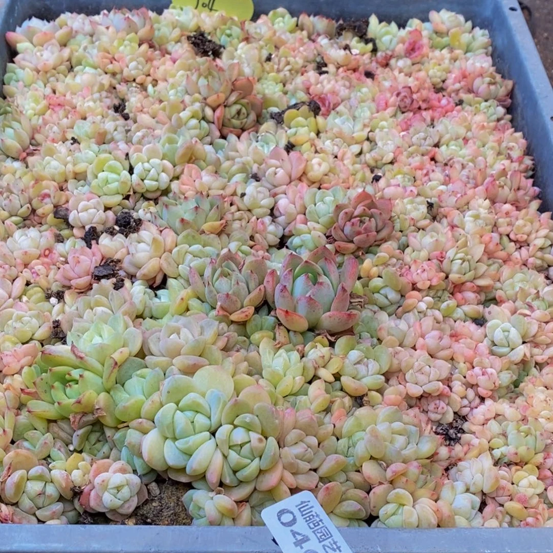 陈*046多肉植物保护研究所所长助理