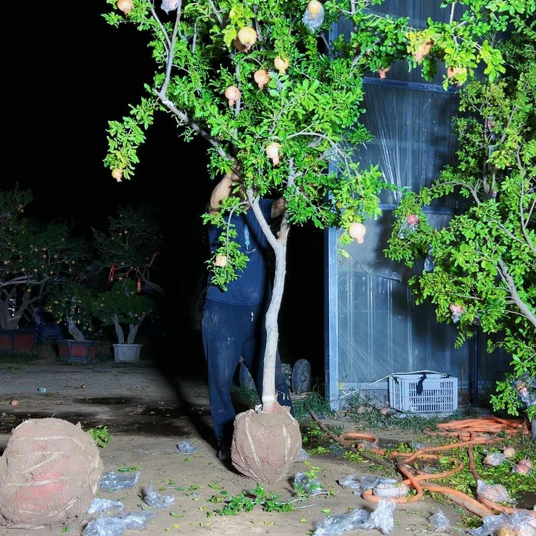 无花朵健健康康快快乐乐