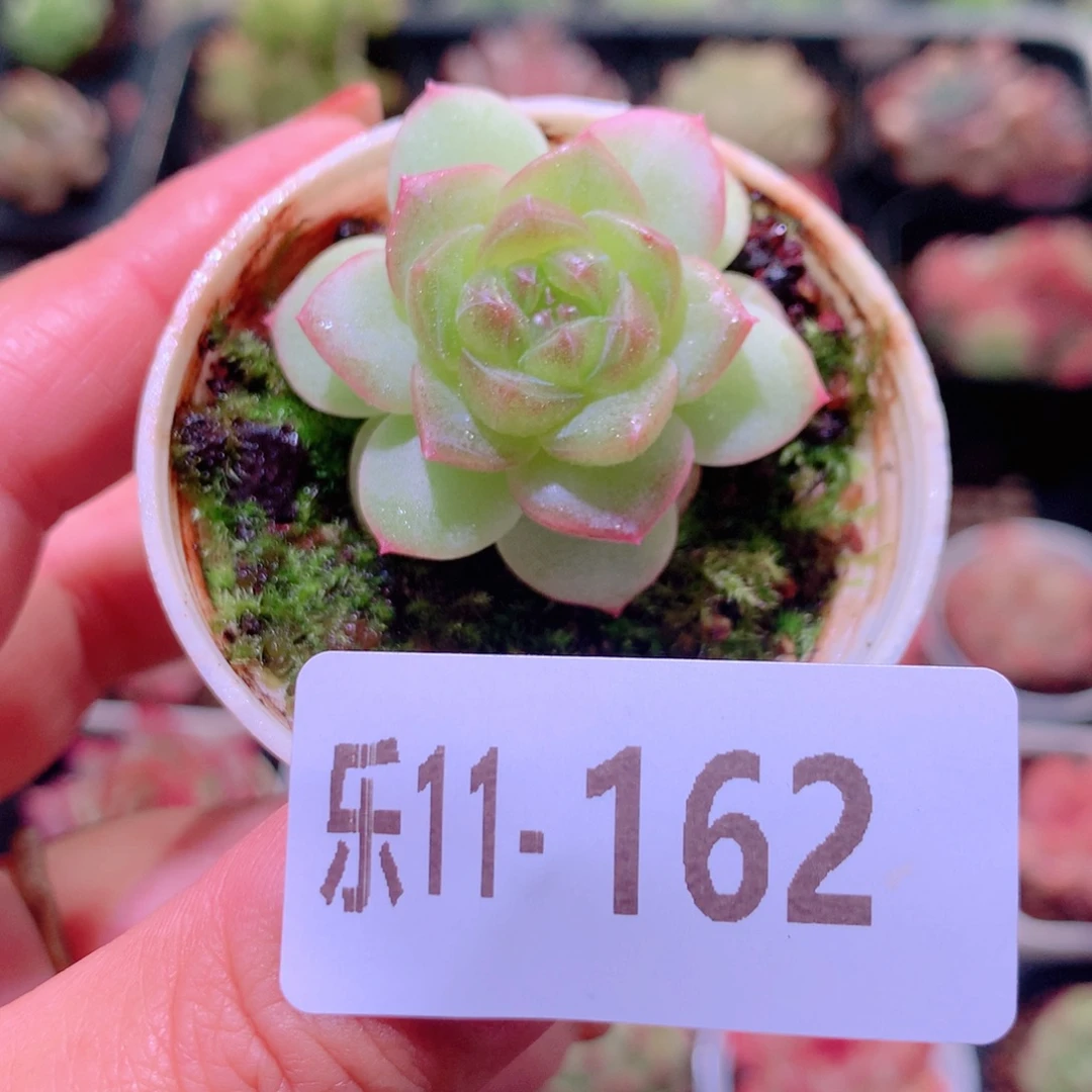 乐然11-162 珍妮新品