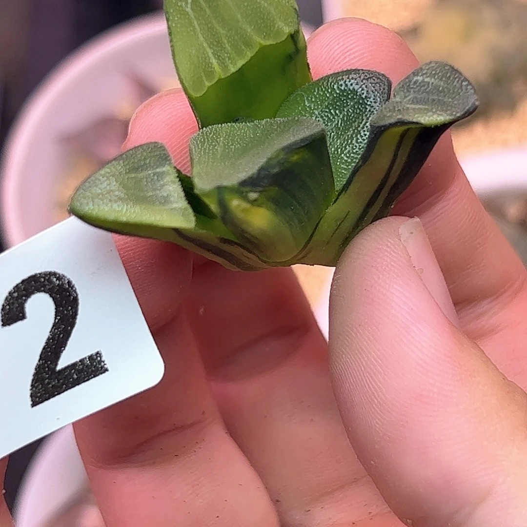 532红红火火恍恍惚惚