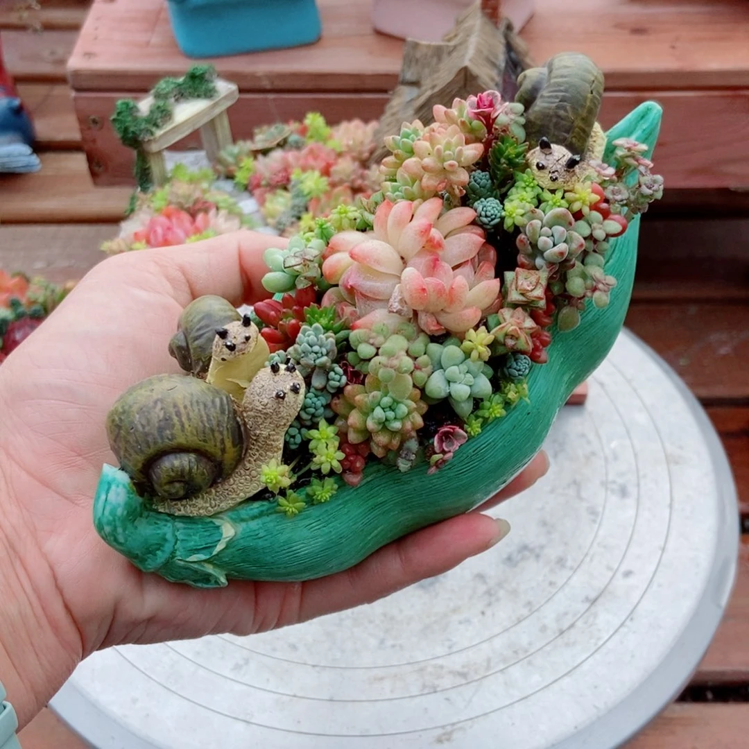 豆荚蜗牛套餐带植物土