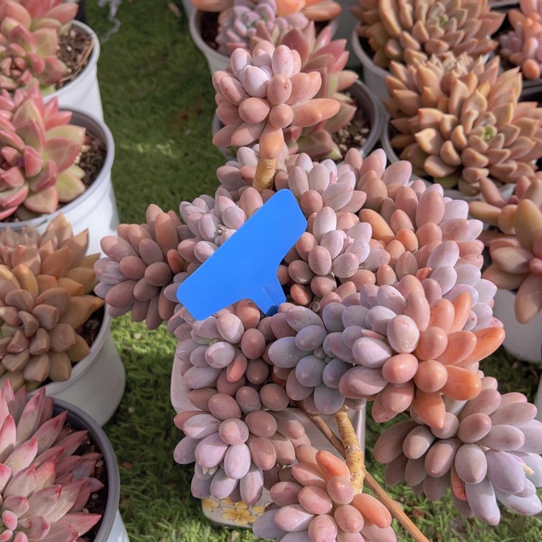 下****@香玉的故事是一个人的故事