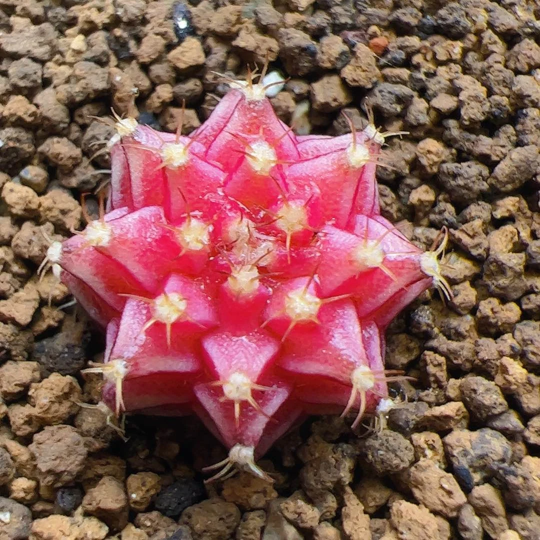 当前无花栽培后可以开花375