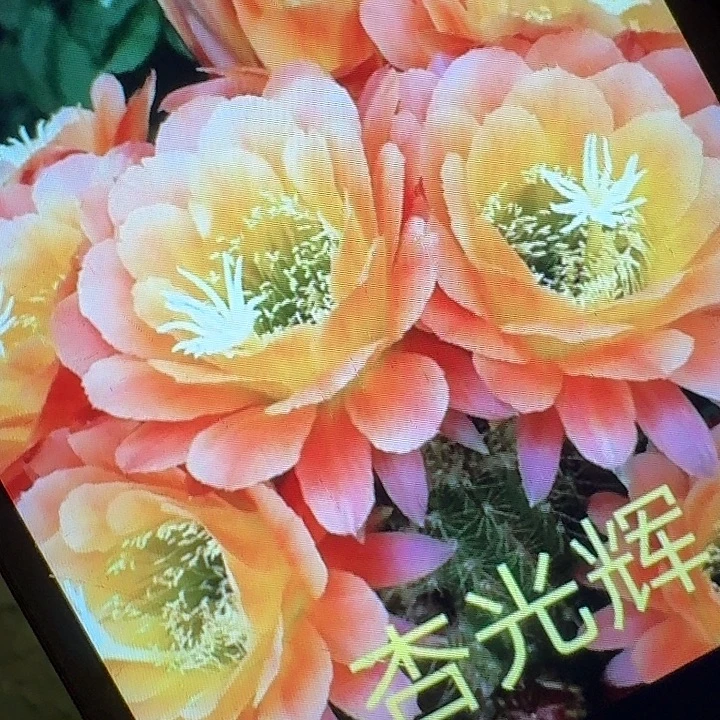 杏光辉侧芽5公分左右毛花柱（20包邮）