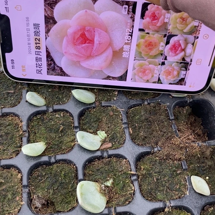 晚晴芽苗一个多肉