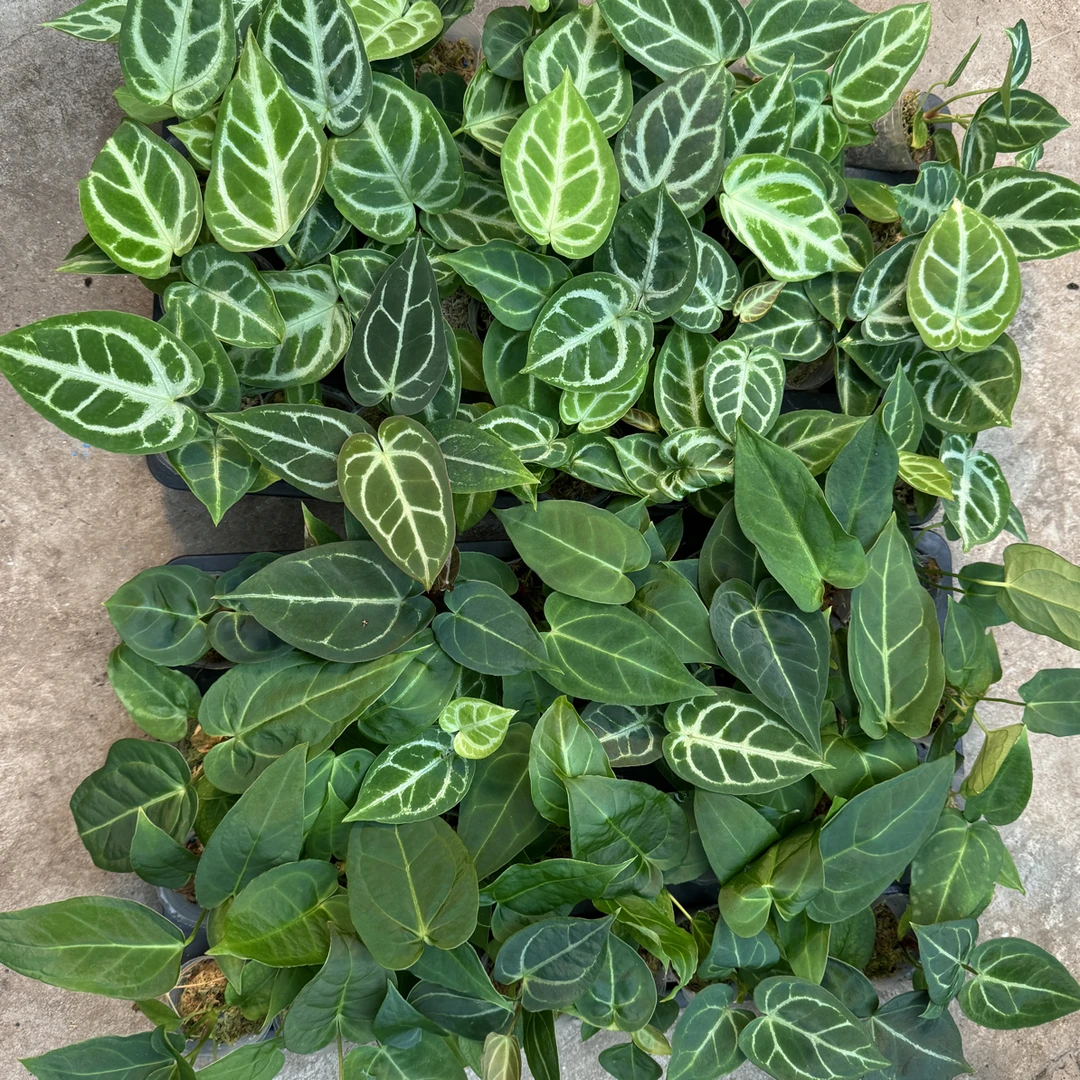 水草种植荤素搭配组合水晶花烛优选适合新手的福利款