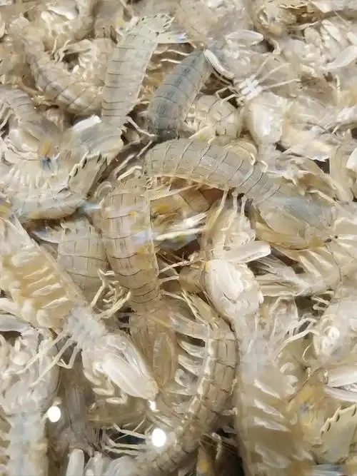 二界沟皮皮虾中大号混装保鲜保肥不保活顺丰包邮