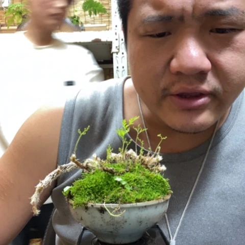 红陶一物一拍所见即所得170