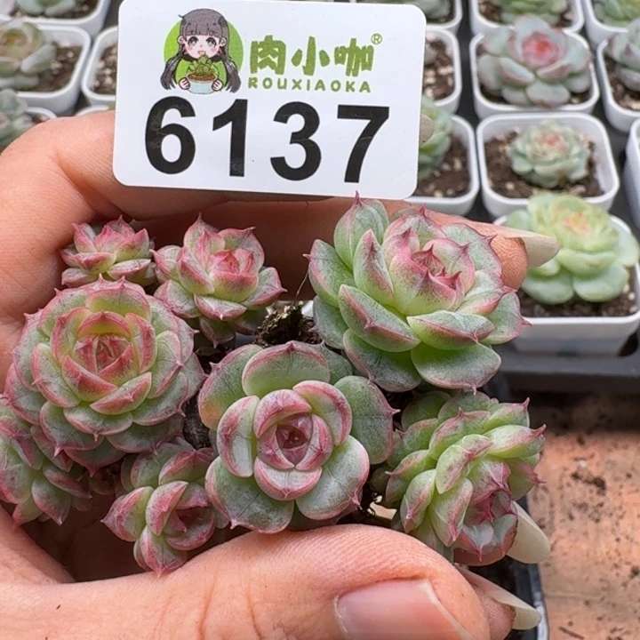 多肉植物多肉植物