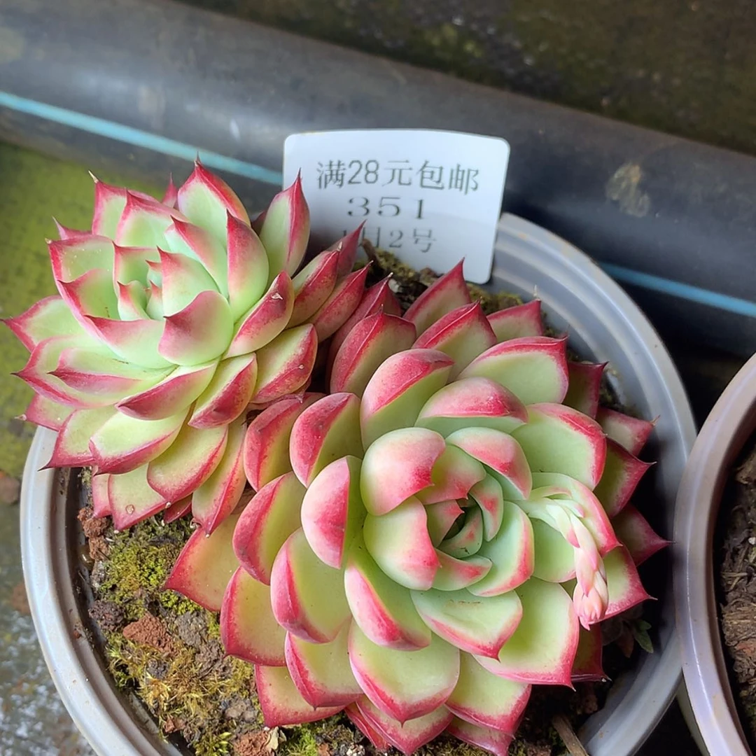 【闪购商品】云351号