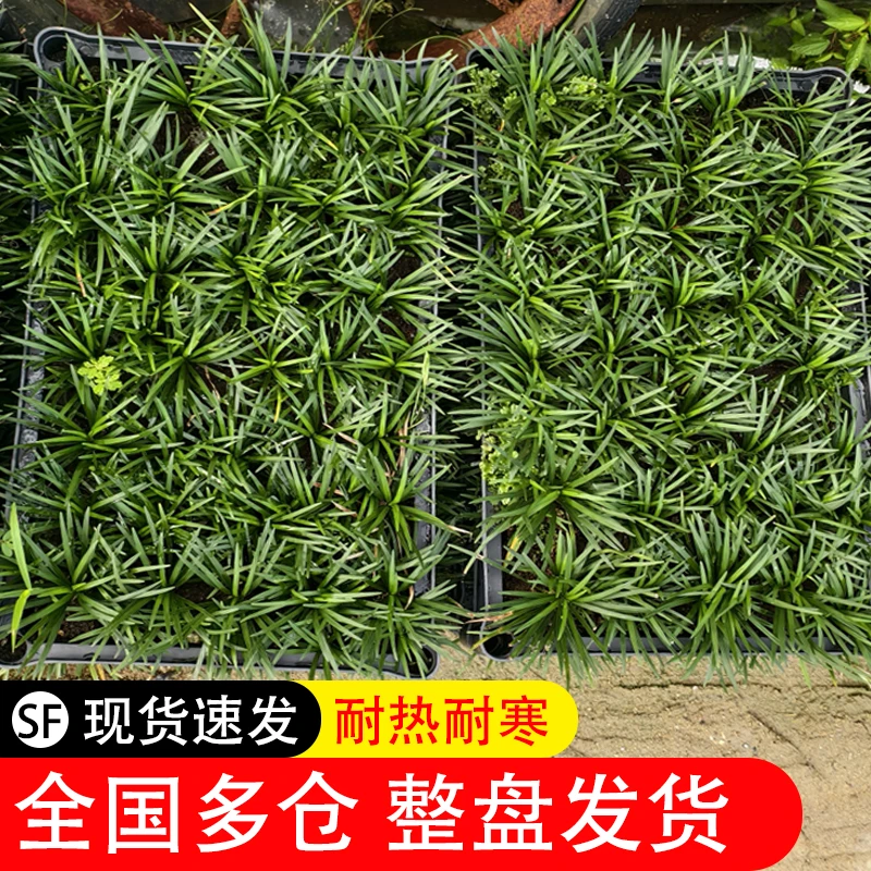 玉龙草/矮麦冬草--四季常绿耐热耐寒，庭院工程绿化地被植物基地发