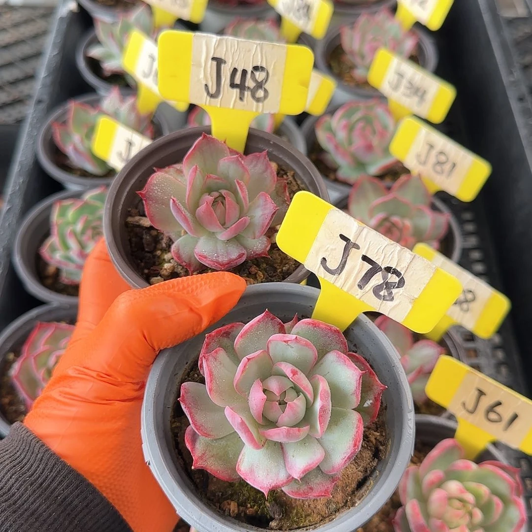 Ⅰ****）J48-78惊鸿单头多肉