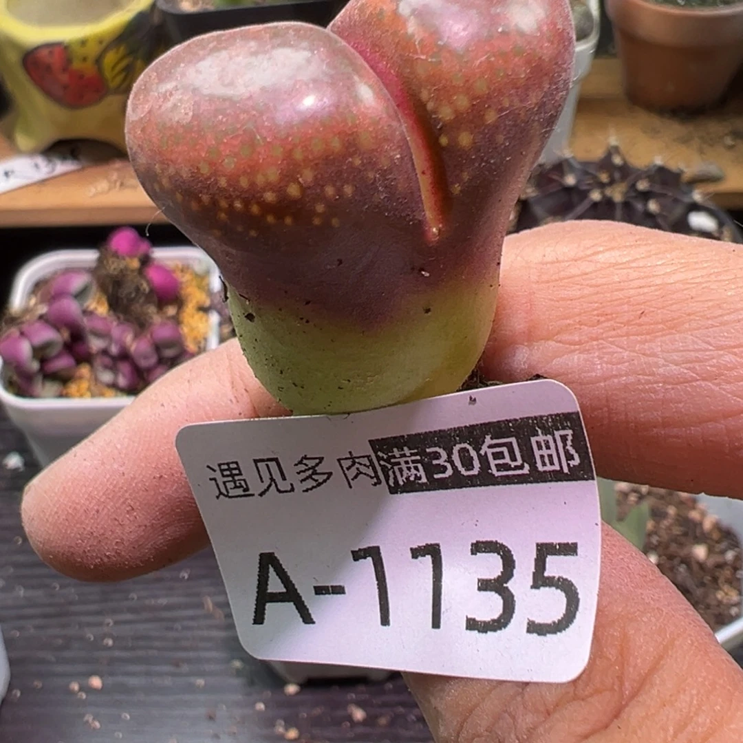 多肉植物111111111111