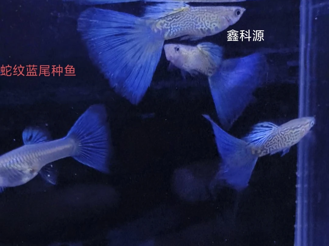 纯种孔雀鱼蛇纹蓝尾小型淡水热带好养耐活凤尾鱼