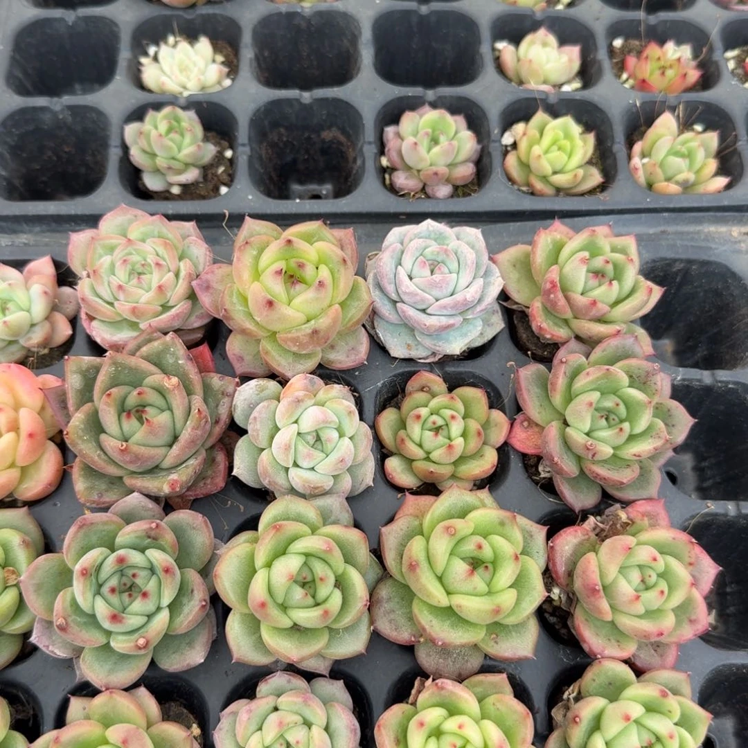 10-22宽厚东云杂交梦露二十颗量拍