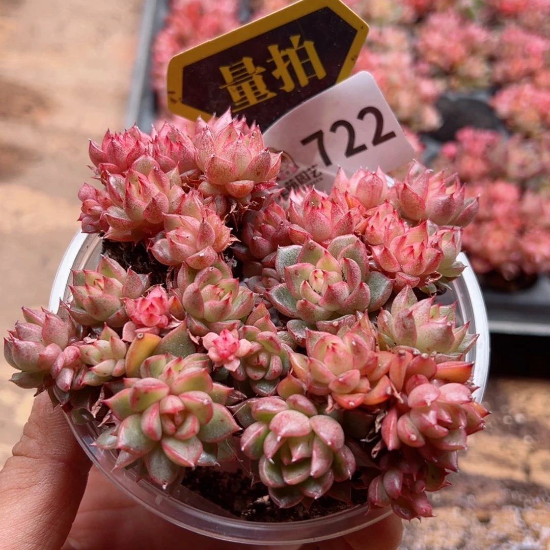 多肉植物多肉植物