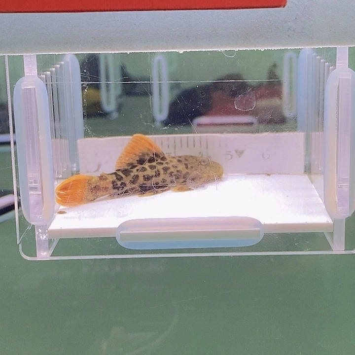 清道夫鱼帝王血钻13号