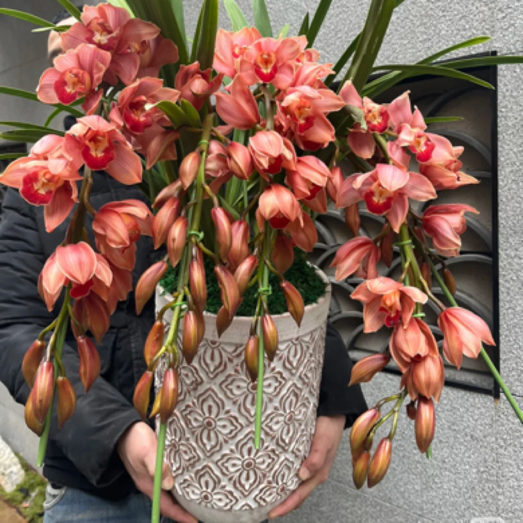 （梦境）拱兰橙色惠兰年宵花花期长基地直发