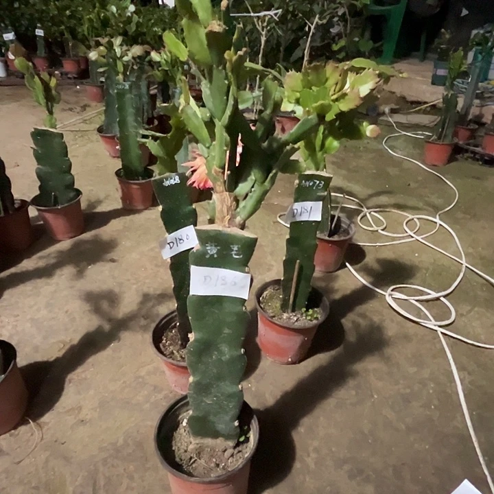 完全开放D186黄羽毛